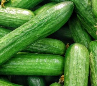 Cucumber